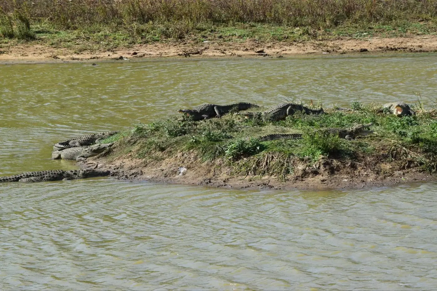 Lagoon Safari
