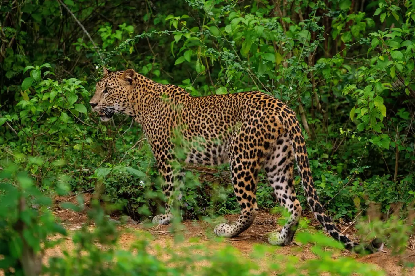 Kumana Safari